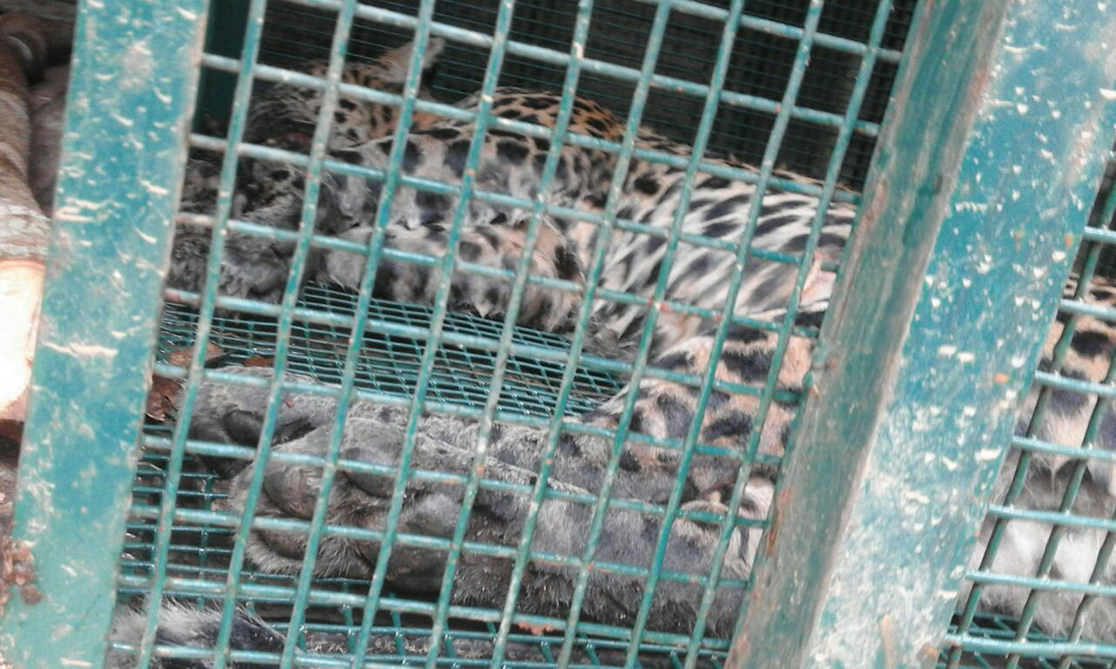 ಕೊಕ್ಕರ್ಣೆ ಬಳಿ ಉರುಳಿಗೆ ಬಿದ್ದ ಚಿರತೆ ರಕ್ಷಣೆ